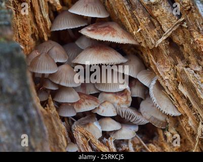 Un groupe de petits champignons (Mycena galericulata) avec des chapeaux bruns. Poussant à l'intérieur d'une souche d'arbre pourrie Banque D'Images