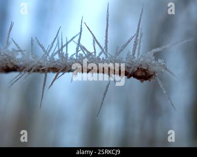Cristaux de glace congelés en forme de flèches sur une brindille brune Banque D'Images