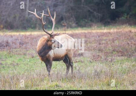 Un majestueux taureau de wapitis Roosevelt debout dans une prairie herbeuse au parc d'État de Prairie Creek Redwoods, en Californie, mettant en valeur ses grands bois dans un cadre naturel Banque D'Images