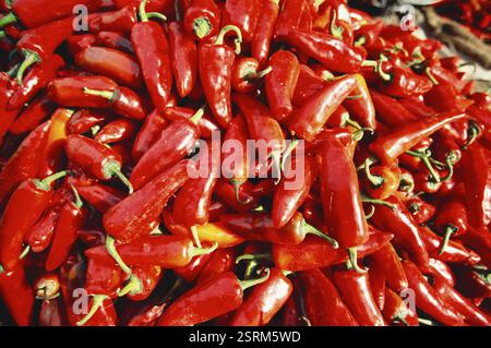 Épices indiennes, piment rouge chaud capsicum frutescens accrochés à l'arbre Banque D'Images