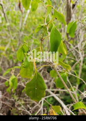 Bois d'oiseau épineux (Citharexylum spinosum), Plantae, Caïman Brac, KY Banque D'Images