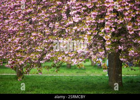 Beaux cerisiers avec des fleurs roses en pleine floraison. Saison des cerisiers en fleurs au printemps. Vue panoramique sur le Parc de Sceaux en France un jour de printemps Banque D'Images
