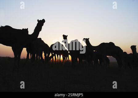 Troupeau de chameaux au coucher du soleil dans la foire de Pushkar, Pushkar, Rajasthan, Inde, Asie Banque D'Images