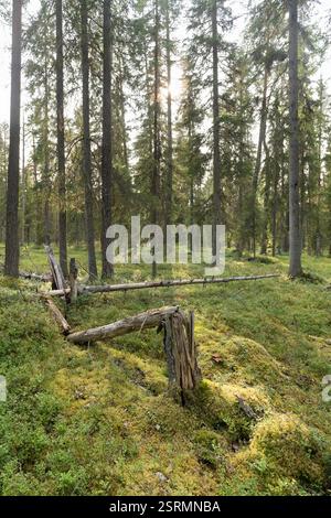 Arbres tombés dans une forêt boréale, Auttiköngäs, Finlande. La lumière du soleil filtre à travers la verrière. Banque D'Images