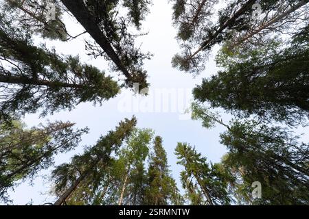 Regardant vers le haut la canopée d'une forêt boréale, probablement dans la région de Laponie en Finlande. De grands arbres remplissent la vue. Banque D'Images