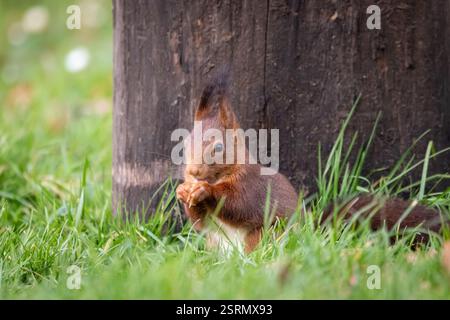 Écureuil roux européen (Sciurus vulgaris) cherchant des noix sur un sol couvert de feuilles d'automne. Banque D'Images