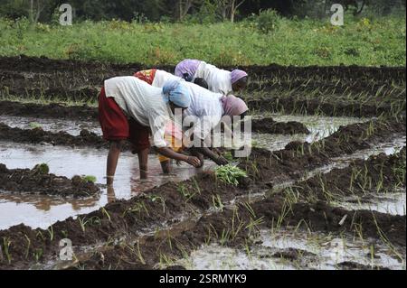 Femmes plantant des jeunes pousses de riz dans les rizières, Pune, Maharashtra, Inde, Asie Banque D'Images