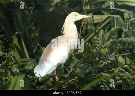 Oiseaux, étang héron paddy héron ardeola grayii assis sur le côté du lac brousse Ranganathitto, Mysore, Karnataka, Inde 17-février-2009 Banque D'Images