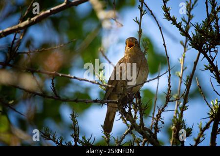 Mâle Nightingale commune (Luscinia megarhynchos) est assis sur une branche et chante. Oiseau chanteur assis sur des brindilles fleuries, une voix puissante, printemps nocturne s Banque D'Images