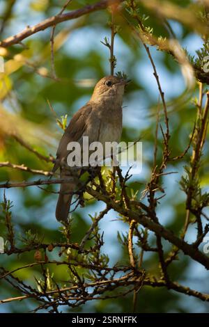 Mâle Nightingale commune (Luscinia megarhynchos) est assis sur une branche et chante. Oiseau chanteur assis sur des brindilles fleuries, une voix puissante, printemps nocturne s Banque D'Images