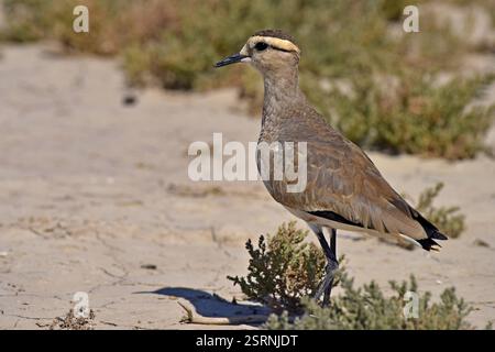 Vanneau oiseau, banni d'herbages, Kutch, Gujarat, Inde, Asie Banque D'Images