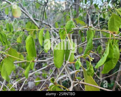 Bois d'oiseau épineux (Citharexylum spinosum), Plantae, Caïman Brac, KY Banque D'Images