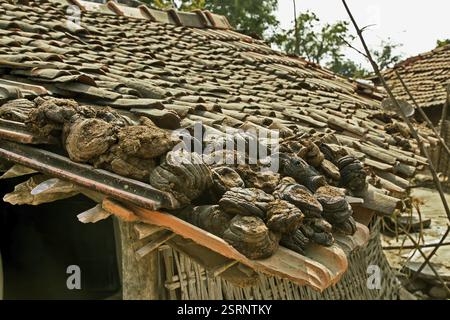 Le séchage de la bouse de vache sur le toit, Moharli, Chandrapur, Maharashtra, Inde, Asie Banque D'Images
