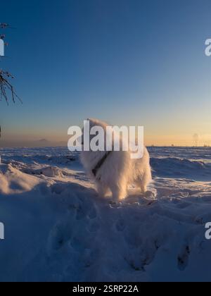 Chien blanc dans la neige. Chien Samoyed dans le paysage d'hiver. Ciel bleu en arrière-plan Banque D'Images