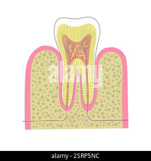 Tableau en coupe transversale pour l'anatomie dentaire humaine. Illustration de la promotion de l'enseignement dentaire ou de la clinique. Illustration de Vecteur