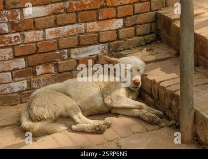 Katmandou, Népal - 10 février 2025 - chien de rue blanc poussiéreux sieste en utilisant une marche comme oreiller Banque D'Images