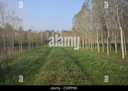 Sentier herbeux sur un remblai bordé de bosquets inondés dans la campagne italienne Banque D'Images