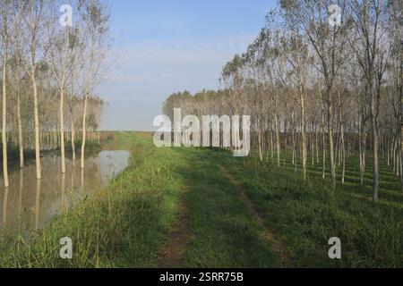 Sentier herbeux sur un remblai bordé de bosquets inondés dans la campagne italienne Banque D'Images