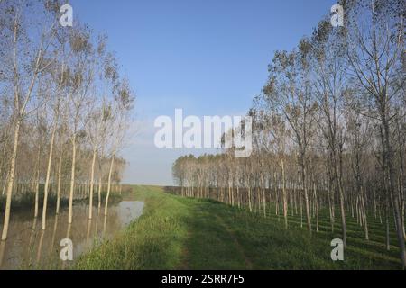 Sentier herbeux sur un remblai bordé de bosquets inondés dans la campagne italienne Banque D'Images