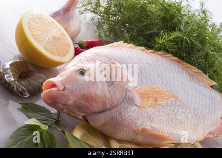 Fraîcheur rougit le poisson tilapia du Nil (Oreochromis niloticus) Banque D'Images