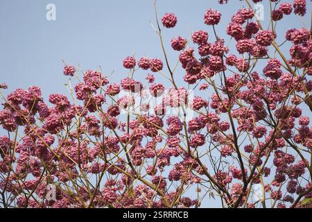 Arbre plein de fleurs belles fleurs en forme de trompette rose nom Latin Tabebuia impetiginosa Banque D'Images