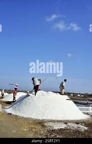 Les personnes travaillant à salines, Chharwada, Abu Dhabi, Gujarat, Inde, Asie Banque D'Images