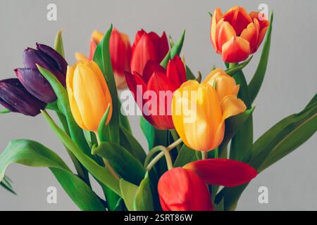 Vue latérale d'un bouquet de tulipes colorées Banque D'Images