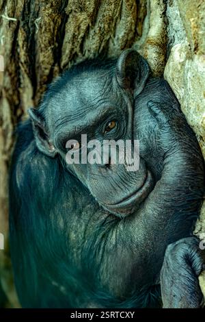 Bonobo chimpanzé / (Pan Paniscus) Portrait Banque D'Images