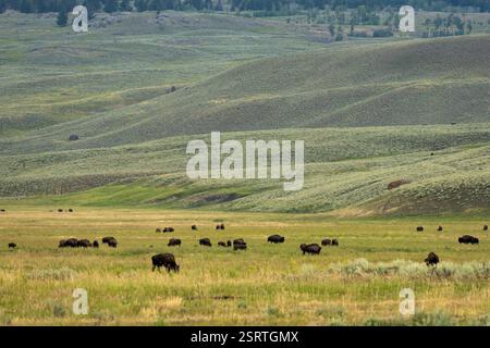 Les bisons paissent dans la vallée de Lamar entourée de Rolling Hills dans le parc national de Yellowstone Banque D'Images