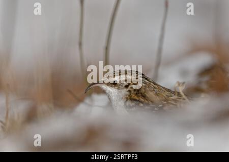 Certhia Familiaris aka eurasian Treecreeper est à la recherche de nourriture sur le terrain. Petit oiseau commun en république tchèque. Banque D'Images