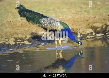 Oiseaux, tourbillon commun Pavo cristatus paon eau potable Banque D'Images