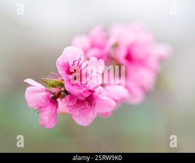 Gros plan de fleurs de cerisier roses éclatantes sur un fond doux Banque D'Images