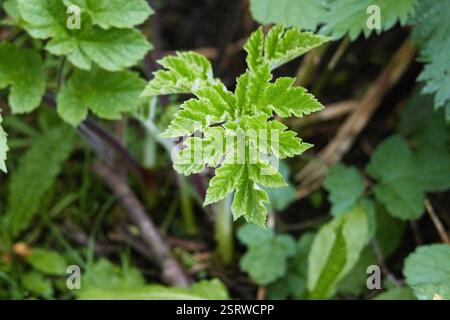 Heracleum sphondylium, Plantae, Longport, Stoke-on-Trent, Angleterre, GB Banque D'Images