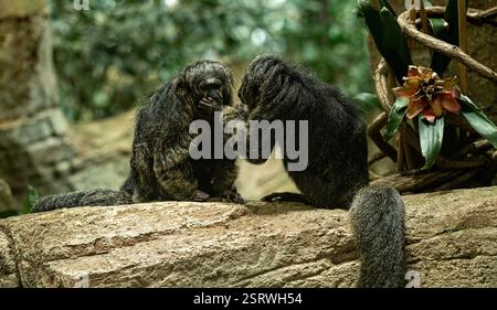 Mâle et femelle saki à face blanche sur des branches d'arbre. Banque D'Images