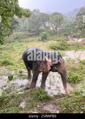 Éléphant marchant dans le sanctuaire | Phuket, Thaïlande Banque D'Images