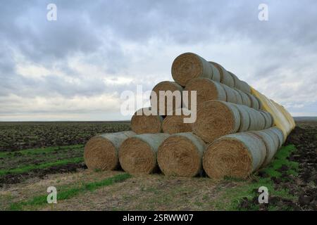 Balles de foin empilées dans le champ. Une pile de paille enroulée après la récolte prête pour le transport. Banque D'Images