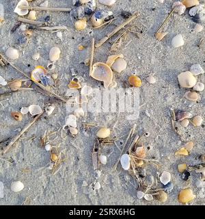 Une photo prise regardant vers le bas les coquillages sur la plage. Une belle pièce pour une annonce de vacances d'été. Banque D'Images