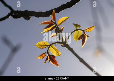 le premier feuillage et fleurs en forme de boucles d'oreilles en noyer, branches avec feuillage et fleurs de noyer sur un ciel bleu Banque D'Images
