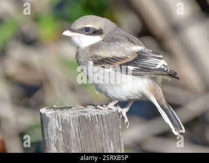 Lanius excubitor Banque D'Images