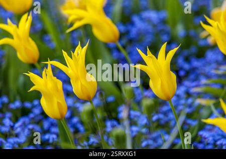 Champs de tulipes étonnants dans LA FLORE du jardin botanique à Cologne - fantastique début mai en Rhénanie du Nord-Westphalie Banque D'Images