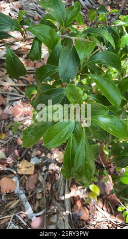 Bois d'oiseau épineux (Citharexylum spinosum), Plantae, île Jupiter Banque D'Images