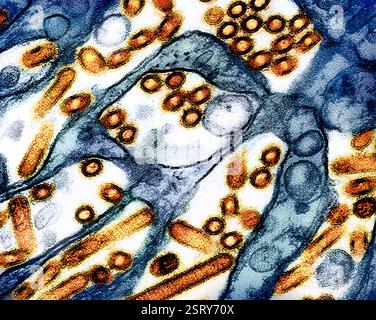 Atlanta, États-Unis. 27 février 2024. Micrographie électronique à transmission colorisée montrant la grippe aviaire A H5N1, particules du virus de la grippe aviaire (or) cultivées dans les cellules épithéliales du rein canin de Madin-Darby (bleu) au siège du CDC, le 27 février 2024 à Atlanta, Géorgie. Crédit : NIAID/CDC/Alamy Live News Banque D'Images