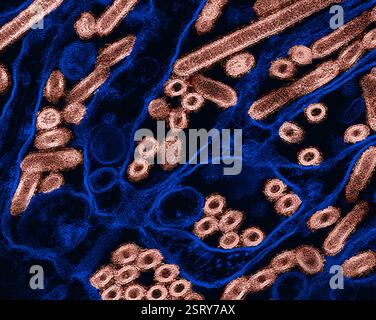 Atlanta, États-Unis. 27 février 2024. Micrographie électronique à transmission colorée montrant la grippe aviaire A H5N1, particules du virus de la grippe aviaire (rouille) cultivées dans les cellules épithéliales du rein canin de Madin-Darby (bleu) au siège du CDC, le 27 février 2024 à Atlanta, Géorgie. Crédit : NIAID/CDC/Alamy Live News Banque D'Images