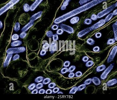 Atlanta, États-Unis. 27 février 2024. Micrographie électronique à transmission colorisée montrant la grippe aviaire A H5N1, particules du virus de la grippe aviaire (bleu) cultivées dans les cellules épithéliales du rein canin de Madin-Darby (vert) au siège du CDC, le 27 février 2024 à Atlanta, Géorgie. Crédit : NIAID/CDC/Alamy Live News Banque D'Images