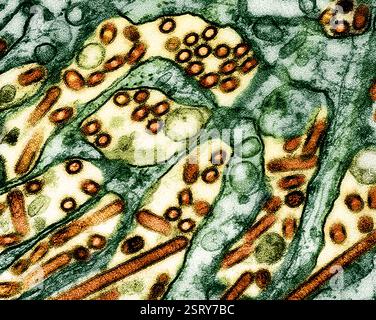 Atlanta, États-Unis. 27 février 2024. Micrographie électronique à transmission colorisée montrant la grippe aviaire A H5N1, particules du virus de la grippe aviaire (brun rouge) cultivées dans les cellules épithéliales du rein canin de Madin-Darby (vert) au siège du CDC, le 27 février 2024 à Atlanta, Géorgie. Crédit : NIAID/CDC/Alamy Live News Banque D'Images