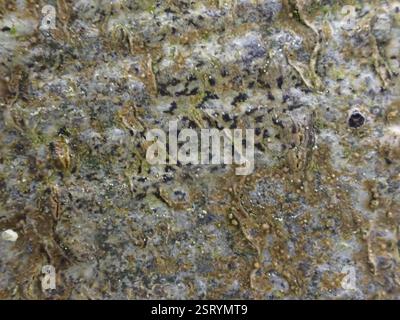 Lichen astérisque (Arthonia radiata), champignons, Ebernoe Common nature Reseve Banque D'Images