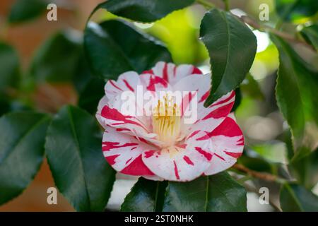 Camellia japonica ou plante à feuilles persistantes ornementales communes de camélia. Fleur de camélia blanche et rouge. Fleur de camélia japonais et feuillage brillant. Banque D'Images