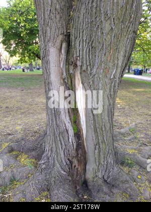 Fourmi de charpentier noir de l'est (Camponotus pennsylvanicus), insecte, Toronto, ON M6J 1G3, Canada, un canyon de mousse dans un tronc d'arbre abritait une colonie grouillante de fourmis charpentières. Banque D'Images