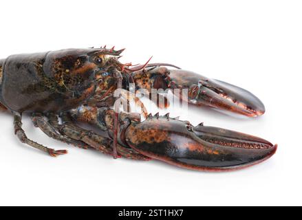 Un homard cru frais isolé sur blanc Banque D'Images