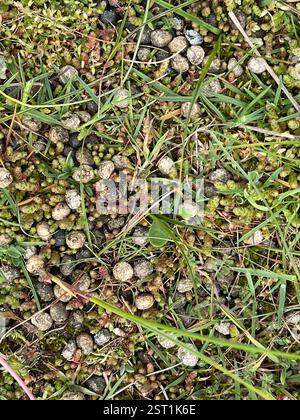 Lapin européen (Oryctolagus cuniculus), Mammalia, Hightown CP, Liverpool, Angleterre, GB, excréments Banque D'Images